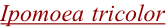 shapeimage_3_link_2
